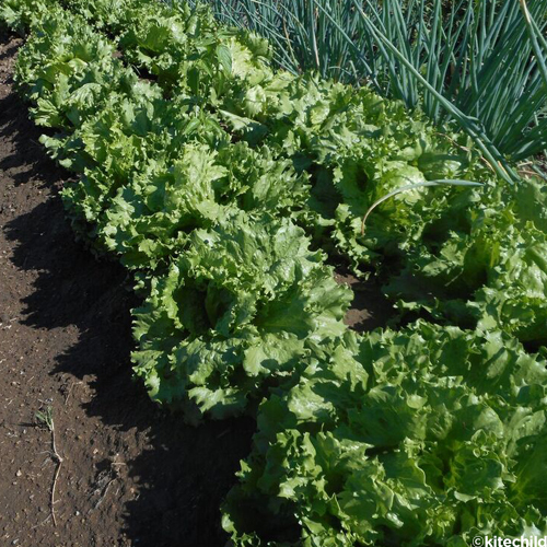 Making A Difference One Veggie At A Time