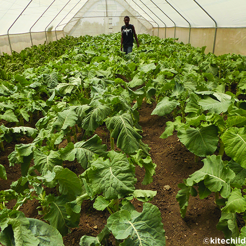 Doing Good with Greenhouses