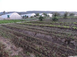 The greenhouses and crops at the Fiwagoh Home.