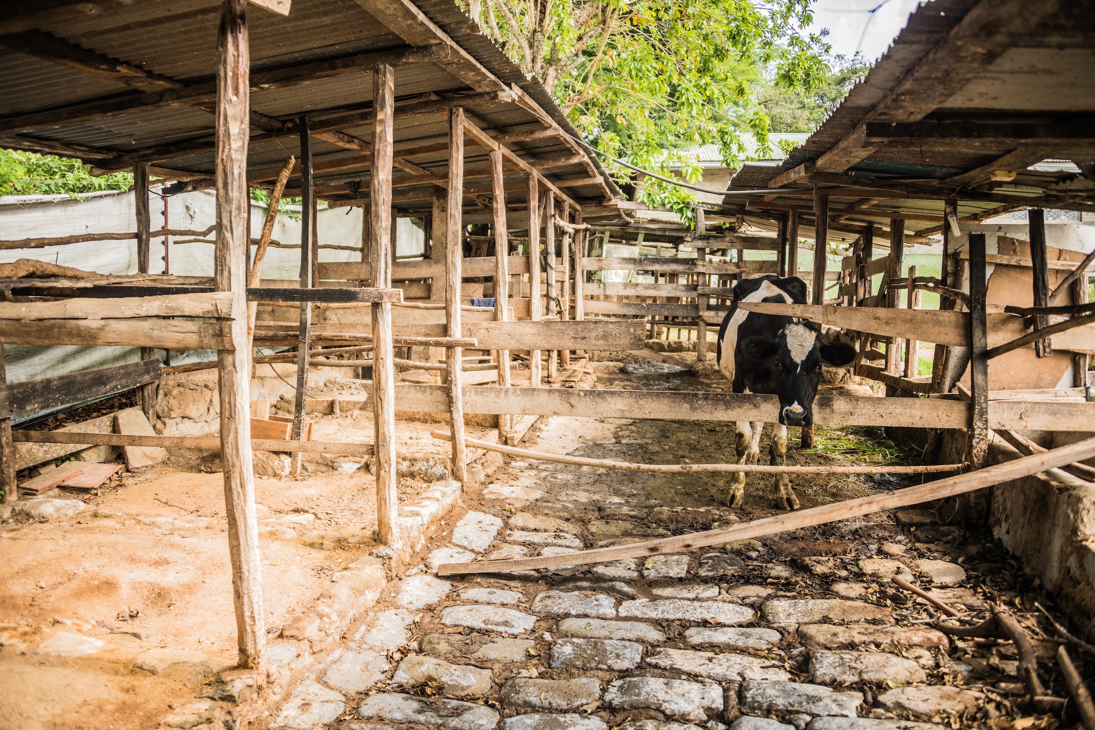 Dairy Cow Farm at the Pendekezo Letu Center