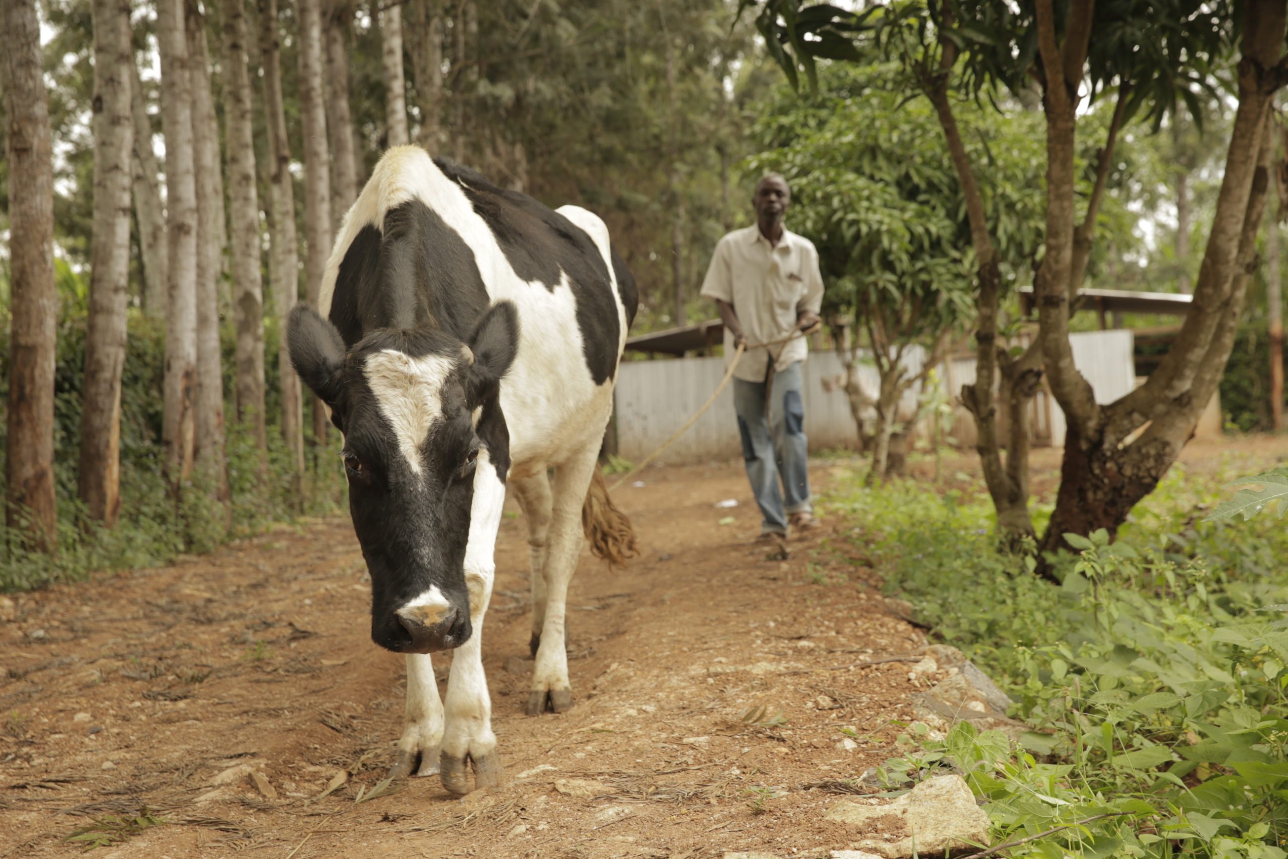 Dairy Cows Project at the Watoto Wema Home