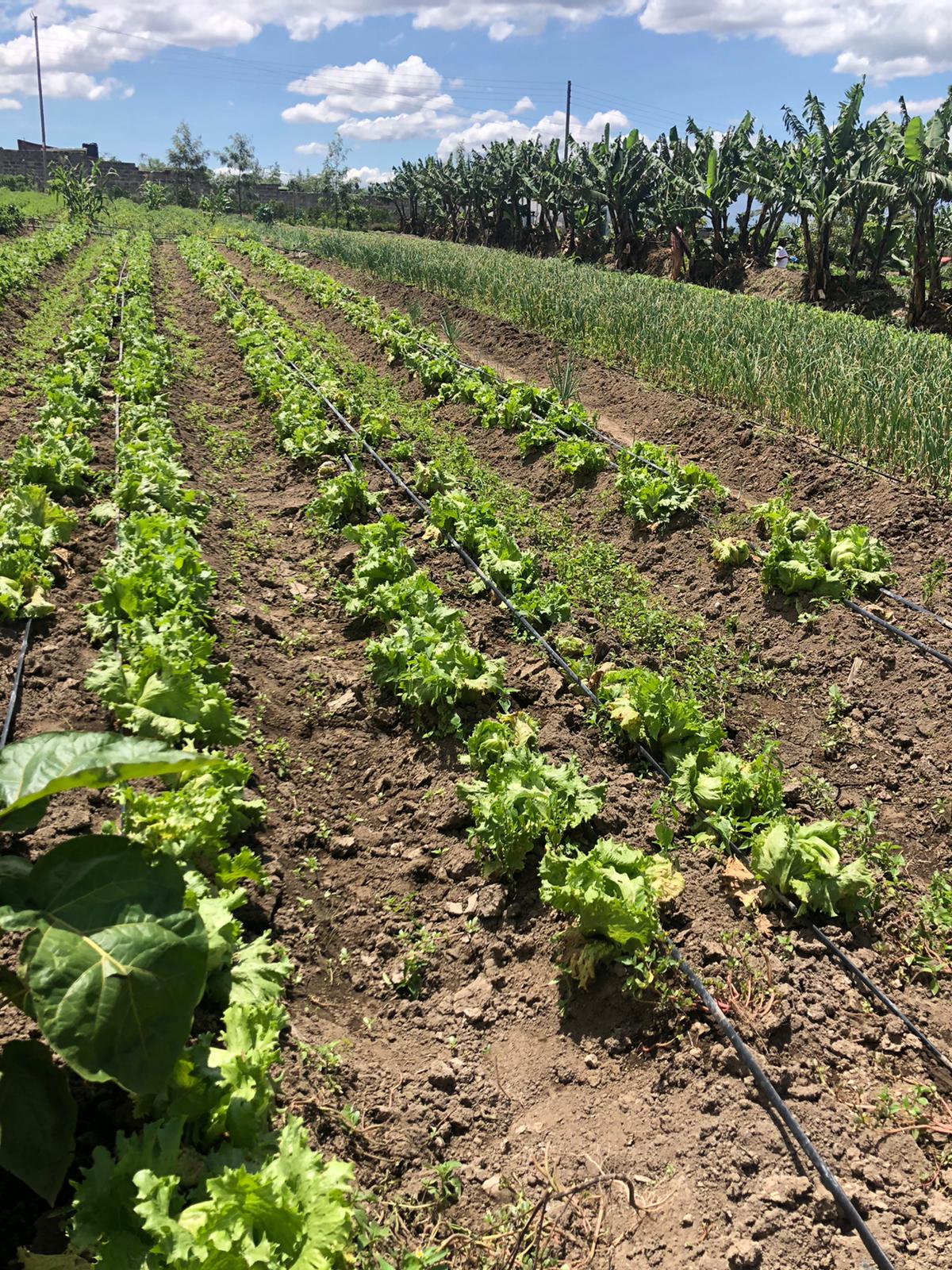 Drip-line Open Land Irrigation at Pendekezo Letu Center