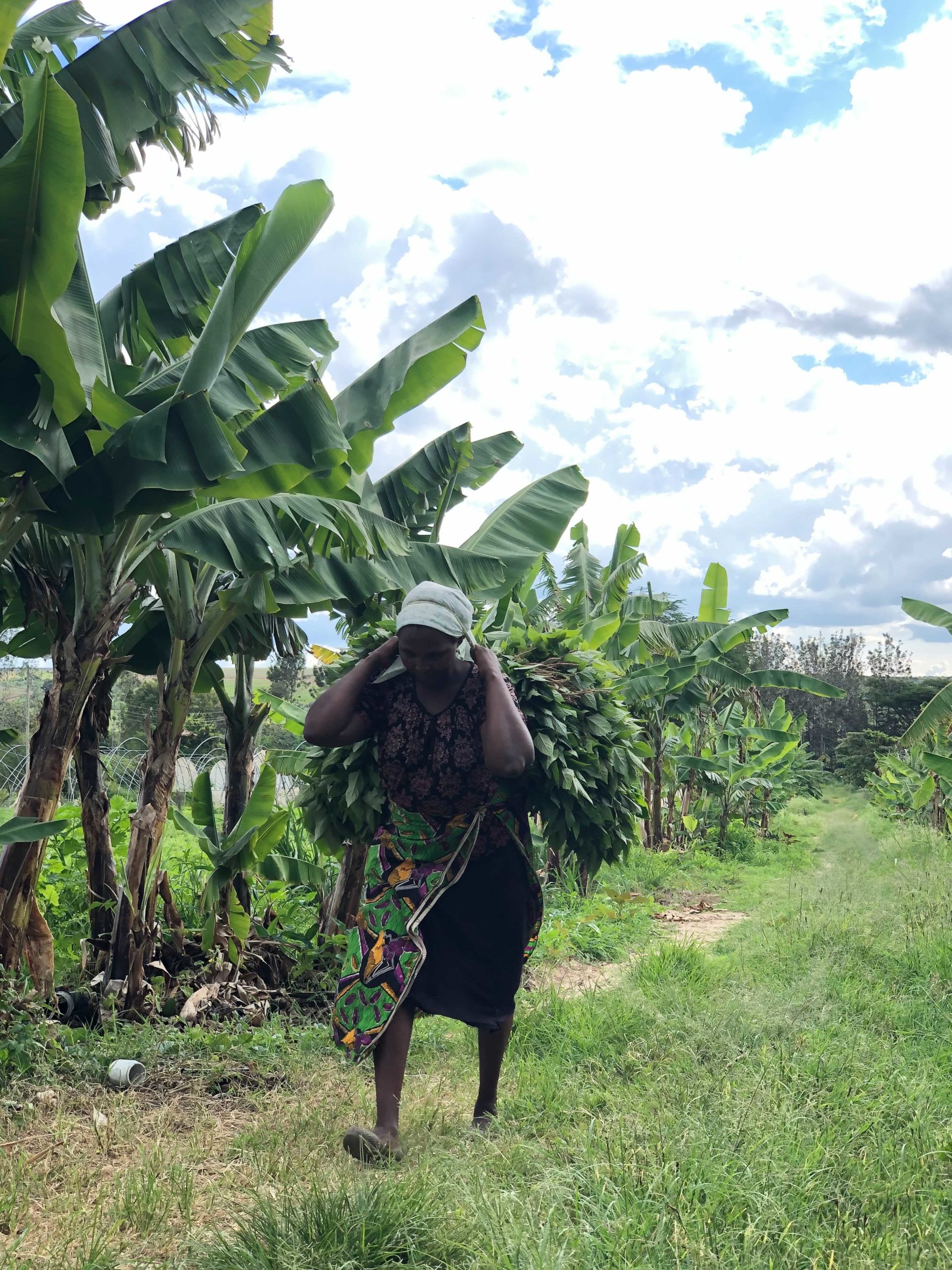 Water Harvesting at Pendekezo Letu Center