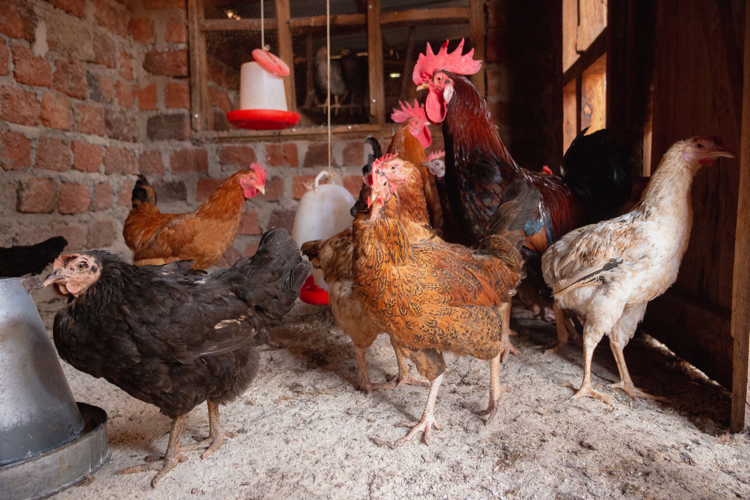 Collective Chicken Coop: Kenya