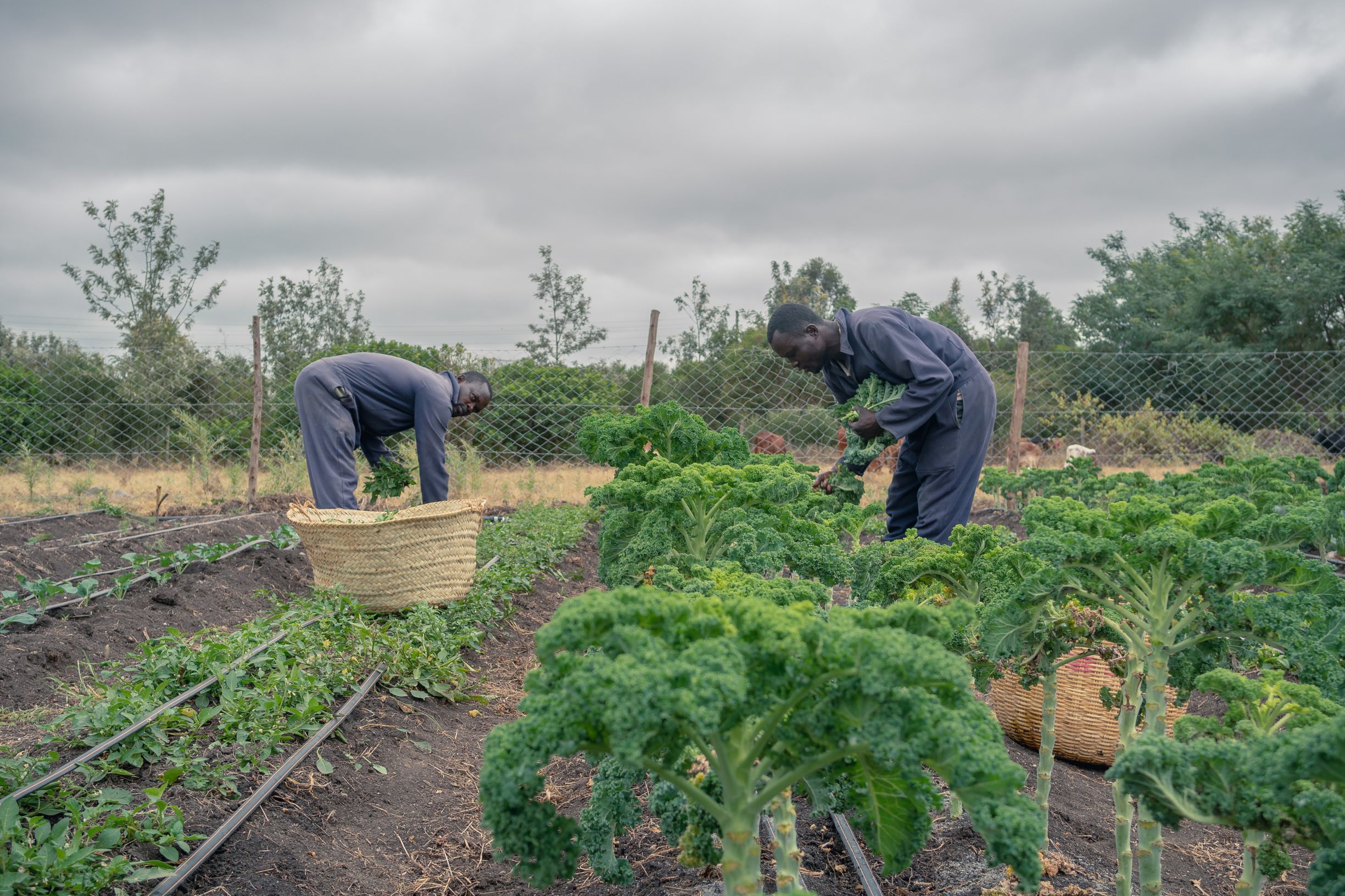 Greenhouses at Jukumu Letu Early Childhood Development Center